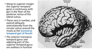 Cerebrum | PPTX