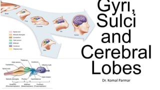 Dr. Komal Parmar
Gyri,
Sulci
and
Cerebral
Lobes
 