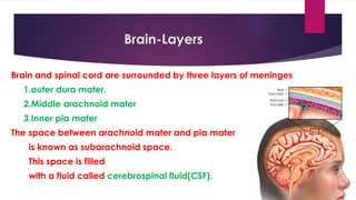 Brain-Layers
Brain and spinal cord are surrounded by three layers of meninges
1.outer dura mater,
2.Middle arachnoid mater
3.Inner pia mater
The space between arachnoid mater and pia mater
is known as subarachnoid space.
This space is filled
with a fluid called cerebrospinal fluid(CSF).
 