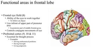 Cerebrum | PDF