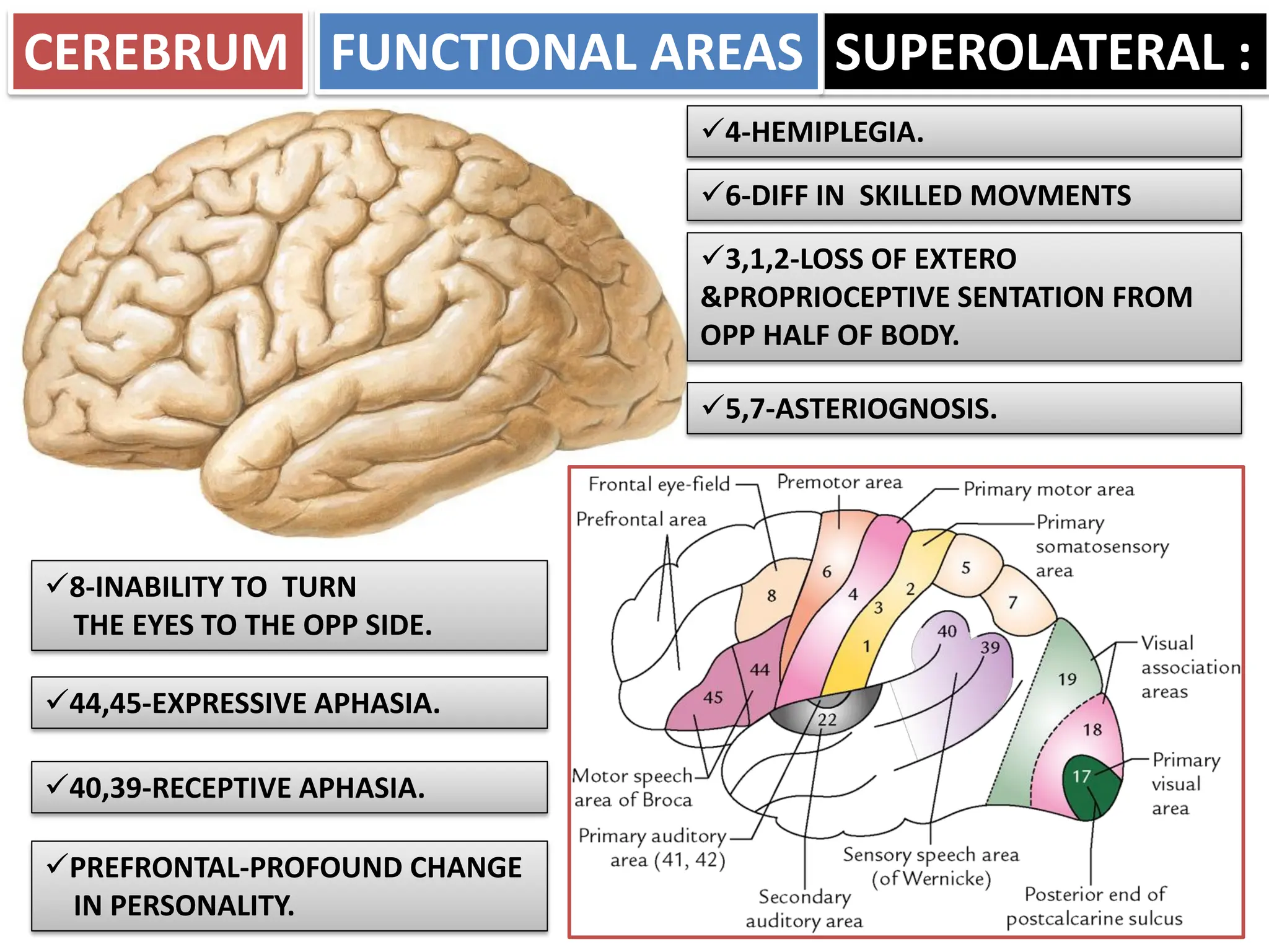 Cerebrum and sulcus and gyri and their functional areas | PDF