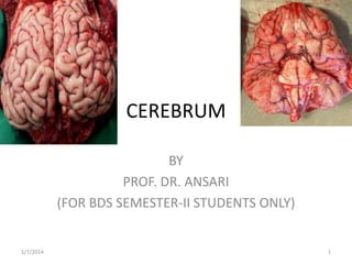 CEREBRUM
BY
PROF. DR. ANSARI
(FOR BDS SEMESTER-II STUDENTS ONLY)

1/7/2014

1

 