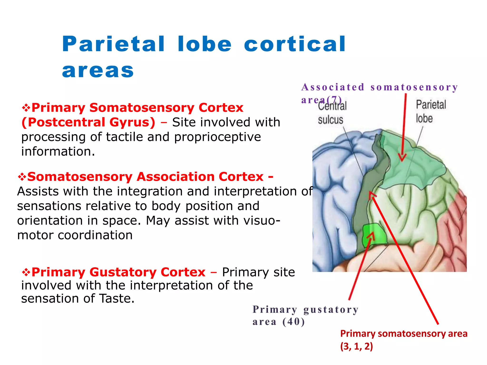CEREBRUM-SUMMARY_1.pptx