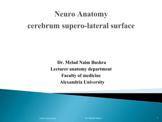 Dr. Melad Naim Bushra
Lecturer anatomy department
Faculty of medicine
Alexandria University
neuro anatomy Dr Melad Naim 1
 