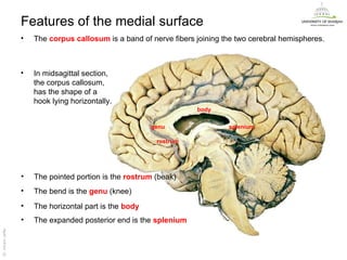 Genu Splenum 1 | PPT