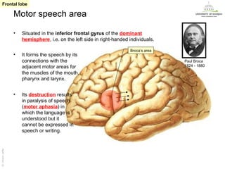 Frontal lobe

                   Motor speech area

                   •   Situated in the inferior frontal gyrus of the dominant
                       hemisphere, i.e. on the left side in right-handed individuals.

                                                                         Broca’s area
                   •   It forms the speech by its
                       connections with the                                             Paul Broca
                       adjacent motor areas for                                         1824 - 1880
                       the muscles of the mouth,
                       pharynx and larynx.


                   •   Its destruction results
                       in paralysis of speech
                       (motor aphasia) in
                       which the language is
                       understood but it
                       cannot be expressed in
                       speech or writing.
Dr. Akram Jaffar




                                                                                                  Dr. Akram Jaffar
 