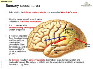 Parietal lobe

                   Sensory speech area
                   •   Is located in the inferior parietal lobule. It is also called Wernicke’s area.


                   •   Like the motor speech area, it exists
                       only on the dominant hemisphere.
                   •   It is concerned with
                       understanding of language,
                       written or spoken.                                              parietal
                                                                                       lobe
                                                                                          Inferior
                   •   It receives impulses
                       from the visual cortex                                             parietal
                       and the auditory                                                   lobule
                       cortex (input),
                       understand them                                 Auditory
                                                                                                            Visual
                                                                                                            cortex
                       (processing), and is                            cortex
                       connected to the                                  temporal
                       motor speech area                                 lobe
                       (output).


                   •   Its damage results in sensory aphasia: the inability to understand written and
Dr. Akram Jaffar




                       spoken language. The patient is able to see the words but is unable to understand
                       them or to copy them.
                                                                                                           Dr. Akram Jaffar
 