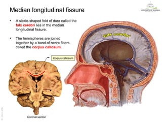 Median longitudinal fissure
                   •   A sickle-shaped fold of dura called the
                       falx cerebri lies in the median
                       longitudinal fissure.

                   •   The hemispheres are joined
                       together by a band of nerve fibers
                       called the corpus callosum.

                                                Corpus callosum
Dr. Akram Jaffar




                              Coronal section
                                                                  Dr. Akram Jaffar
 