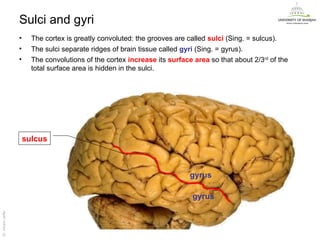 Sulci and gyri
                   •     The cortex is greatly convoluted: the grooves are called sulci (Sing. = sulcus).
                   •     The sulci separate ridges of brain tissue called gyri (Sing. = gyrus).
                   •     The convolutions of the cortex increase its surface area so that about 2/3rd of the
                         total surface area is hidden in the sulci.




                       sulcus



                                                                            gyrus

                                                                             gyrus
Dr. Akram Jaffar




                                                                                                               Dr. Akram Jaffar
 