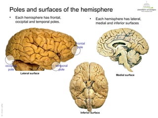 Poles and surfaces of the hemisphere
                      •   Each hemisphere has frontal,                  •    Each hemisphere has lateral,
                          occipital and temporal poles.                      medial and inferior surfaces




                                                              Frontal
                                                               pole




                   occipital                       temporal
                     pole                            pole
                               Lateral surface
                                                                                         Medial surface
Dr. Akram Jaffar




                                                                 Inferior surface
                                                                                                            Dr. Akram Jaffar
 