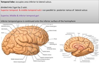Cerebrum external features | PPTX