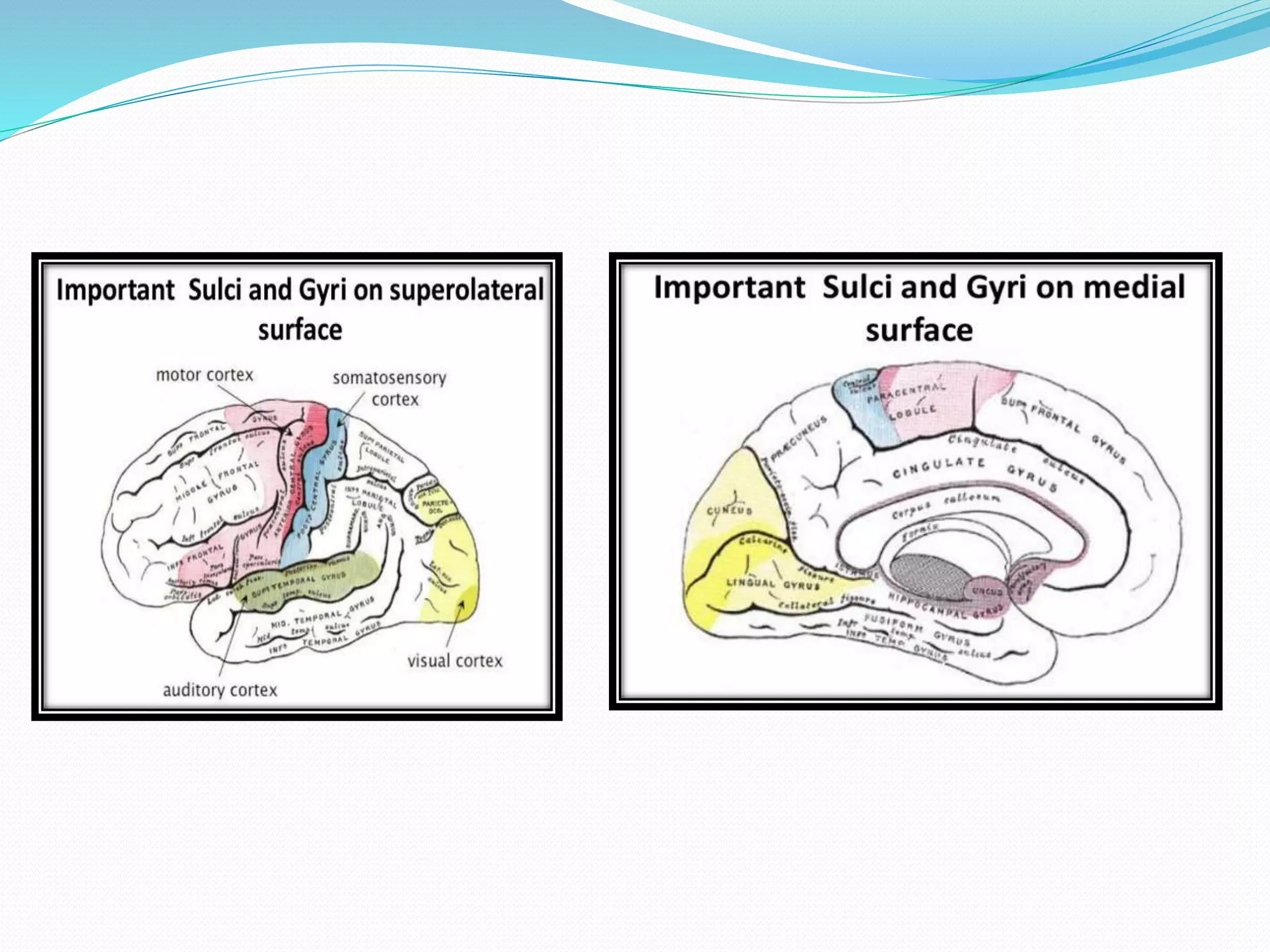 CEREBRUM - FUNCTIONAL AREAS | PPTX