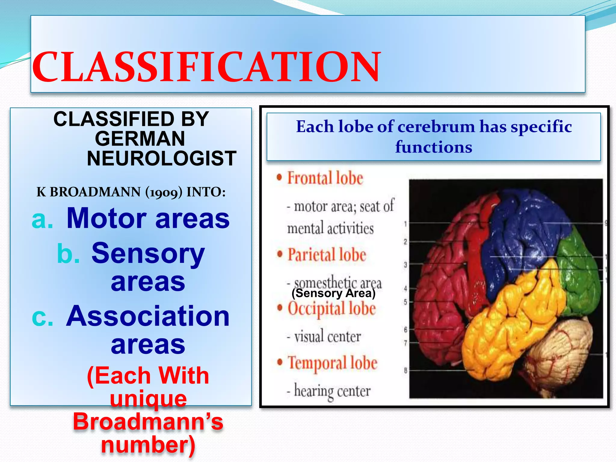 CEREBRUM - FUNCTIONAL AREAS | PPTX