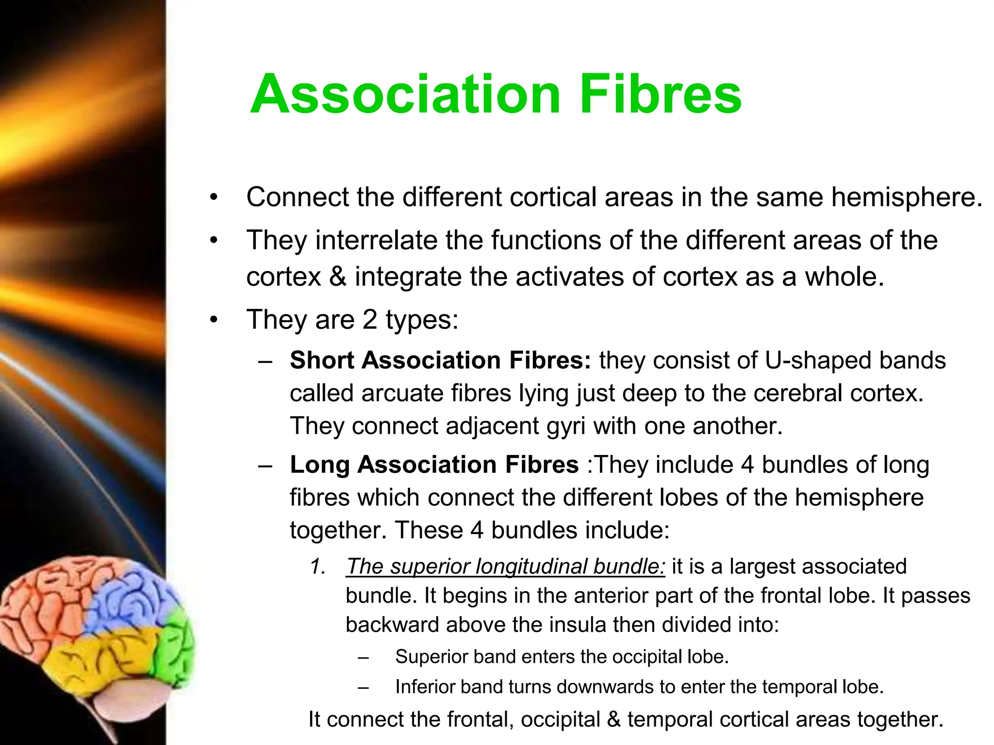 Cerebrum_Internzzzzzzzzzzzzal Structure.ppt