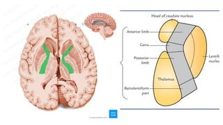 CEREBRUM & ITS FUNCTIONS- Neuroanatomy & Neurophysiology.pptx