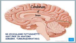BRAIN
VIJAYALAXMI
PATTbrain
ANSHETTI
Cerebrum
of
brain
DR.VIJAYALAXMI PATTANSHETTI
ASST,PROF IN ANATOMY
SIMS&RH, TUMKURU(KARNATAKA)
 