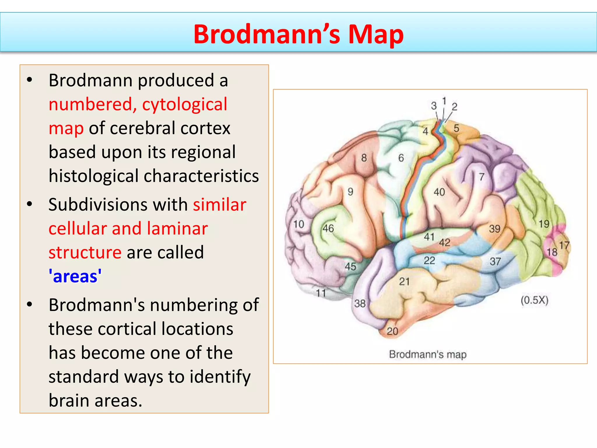 • Brodmann produced a
numbered, cytological
map of cerebral cortex
based upon its regional
histological characteristics
• Subdivisions with similar
cellular and laminar
structure are called
'areas'
• Brodmann's numbering of
these cortical locations
has become one of the
standard ways to identify
brain areas.
Brodmann’s Map
 