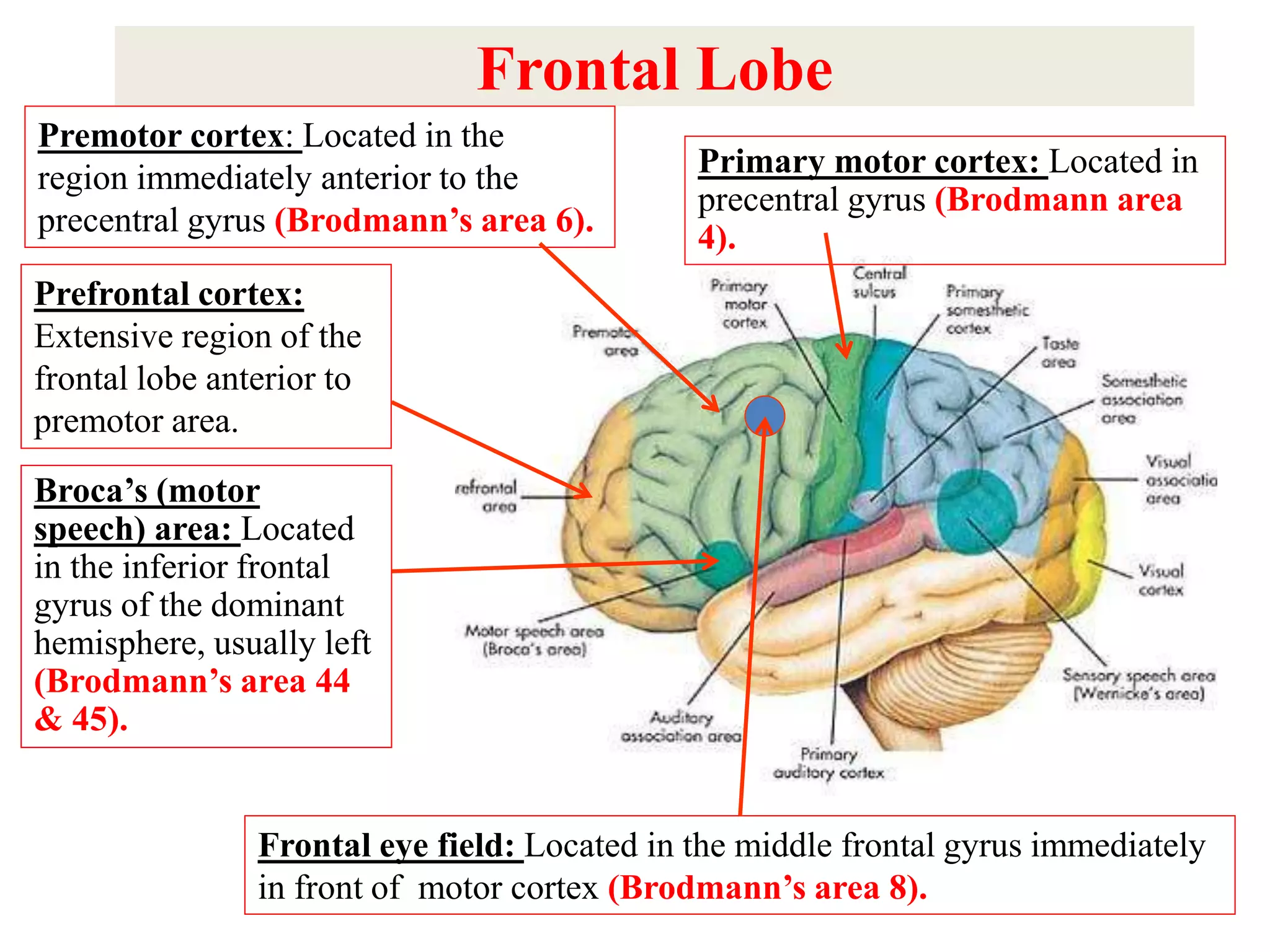 Frontal Lobe
Primary motor cortex: Located in
precentral gyrus (Brodmann area
4).
Premotor cortex: Located in the
region immediately anterior to the
precentral gyrus (Brodmann’s area 6).
Frontal eye field: Located in the middle frontal gyrus immediately
in front of motor cortex (Brodmann’s area 8).
Broca’s (motor
speech) area: Located
in the inferior frontal
gyrus of the dominant
hemisphere, usually left
(Brodmann’s area 44
& 45).
Prefrontal cortex:
Extensive region of the
frontal lobe anterior to
premotor area.
 