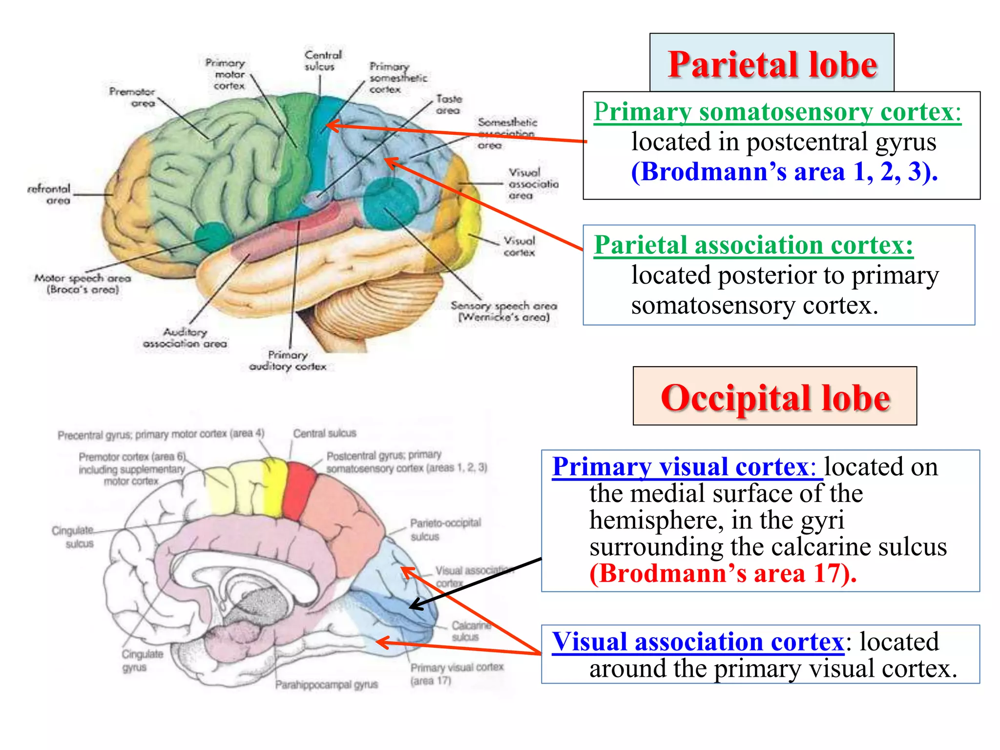 Parietal lobe
Primary visual cortex: located on
the medial surface of the
hemisphere, in the gyri
surrounding the calcarine sulcus
(Brodmann’s area 17).
Occipital lobe
Visual association cortex: located
around the primary visual cortex.
Parietal association cortex:
located posterior to primary
somatosensory cortex.
Primary somatosensory cortex:
located in postcentral gyrus
(Brodmann’s area 1, 2, 3).
 