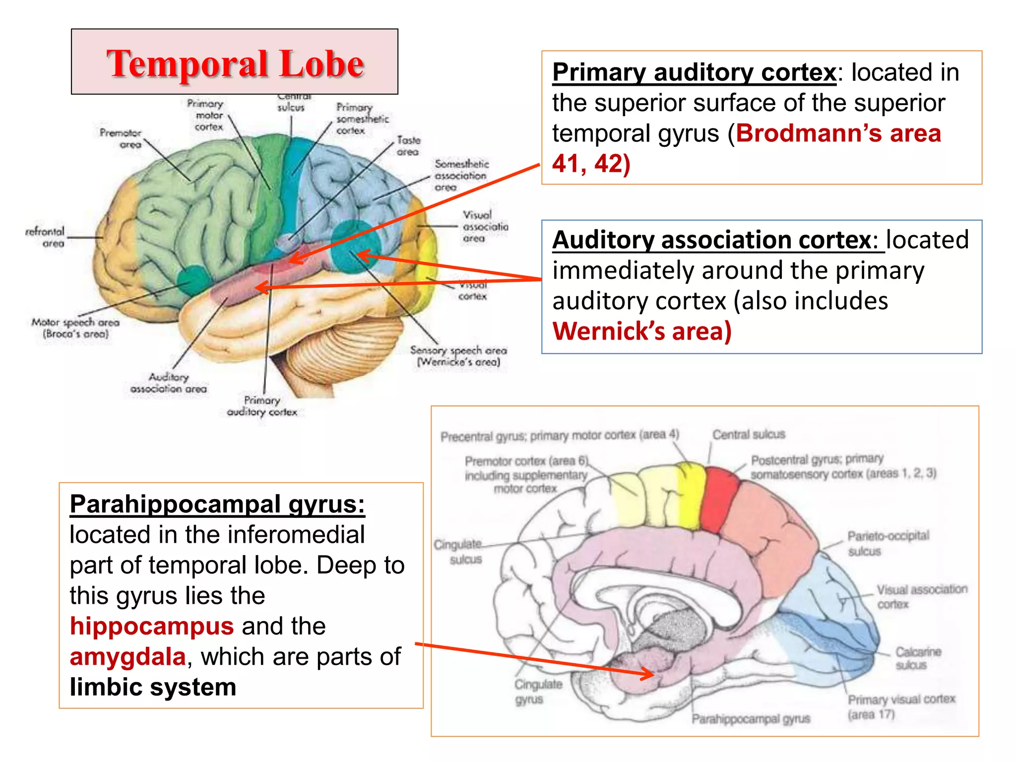 Temporal Lobe
Auditory association cortex: located
immediately around the primary
auditory cortex (also includes
Wernick’s area)
Parahippocampal gyrus:
located in the inferomedial
part of temporal lobe. Deep to
this gyrus lies the
hippocampus and the
amygdala, which are parts of
limbic system
Primary auditory cortex: located in
the superior surface of the superior
temporal gyrus (Brodmann’s area
41, 42)
 