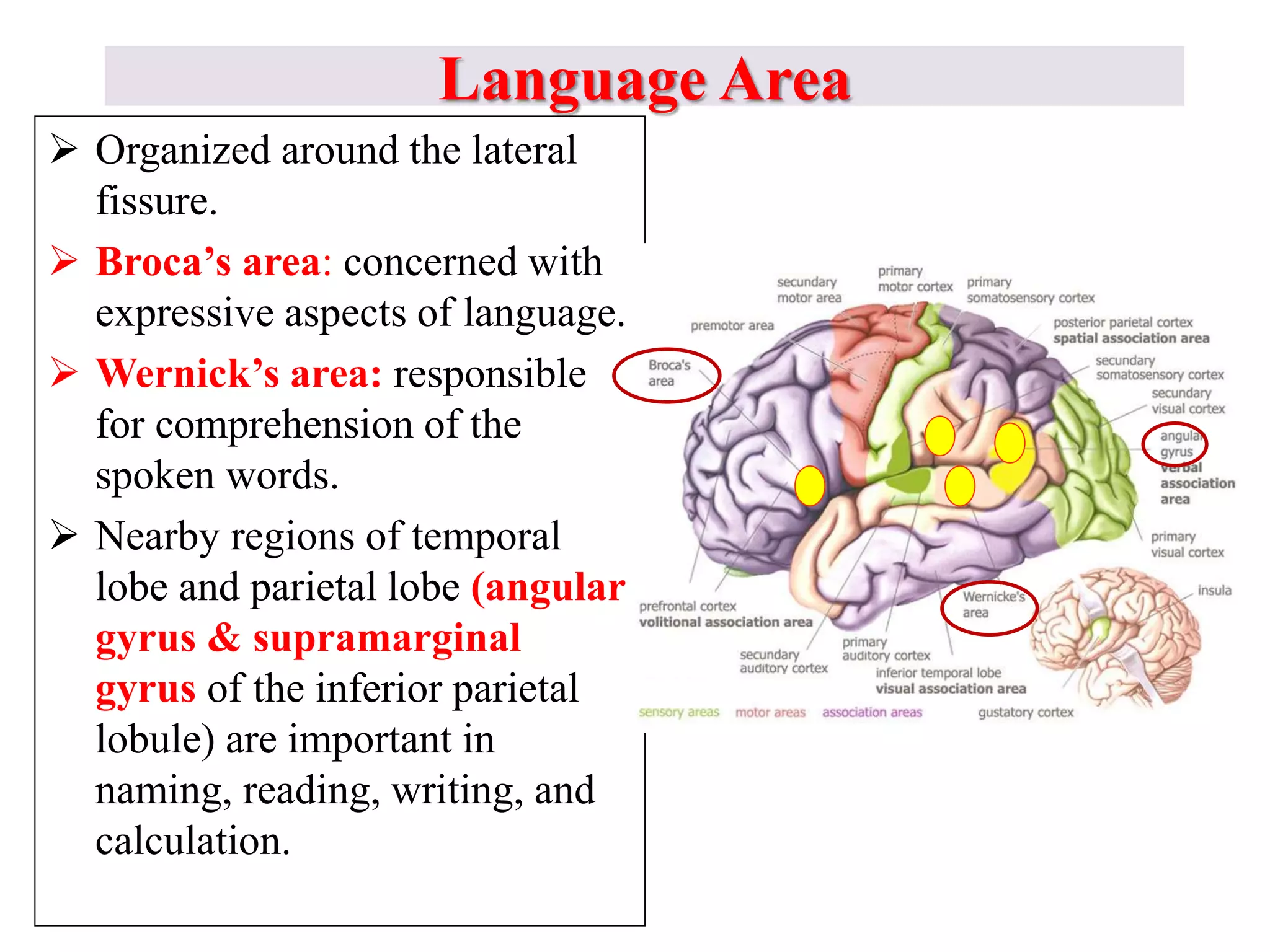 Language Area
 Organized around the lateral
fissure.
 Broca’s area: concerned with
expressive aspects of language.
 Wernick’s area: responsible
for comprehension of the
spoken words.
 Nearby regions of temporal
lobe and parietal lobe (angular
gyrus & supramarginal
gyrus of the inferior parietal
lobule) are important in
naming, reading, writing, and
calculation.
 