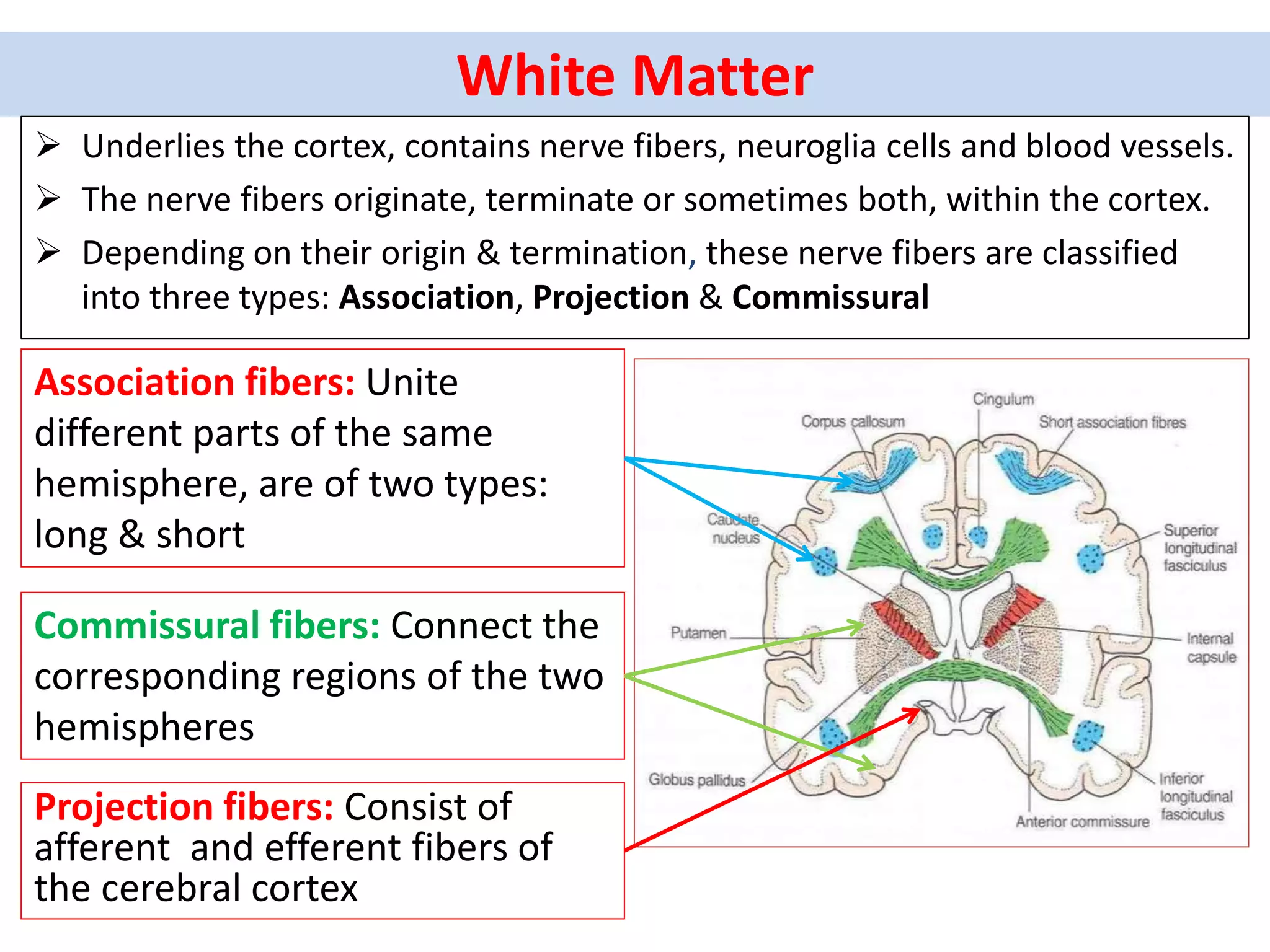 White Matter
 Underlies the cortex, contains nerve fibers, neuroglia cells and blood vessels.
 The nerve fibers originate, terminate or sometimes both, within the cortex.
 Depending on their origin & termination, these nerve fibers are classified
into three types: Association, Projection & Commissural
Association fibers: Unite
different parts of the same
hemisphere, are of two types:
long & short
Commissural fibers: Connect the
corresponding regions of the two
hemispheres
Projection fibers: Consist of
afferent and efferent fibers of
the cerebral cortex
 