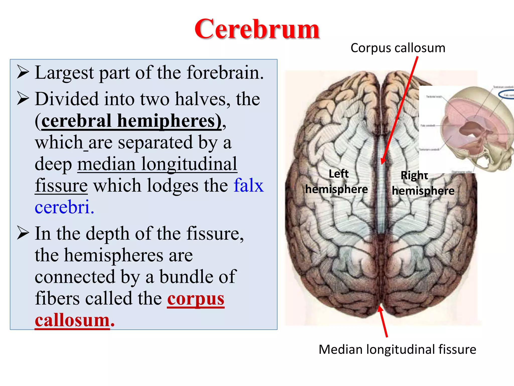 Cerebrum
 Largest part of the forebrain.
 Divided into two halves, the
(cerebral hemipheres),
which are separated by a
deep median longitudinal
fissure which lodges the falx
cerebri.
 In the depth of the fissure,
the hemispheres are
connected by a bundle of
fibers called the corpus
callosum.
Median longitudinal fissure
Corpus callosum
Right
hemisphere
Left
hemisphere
 