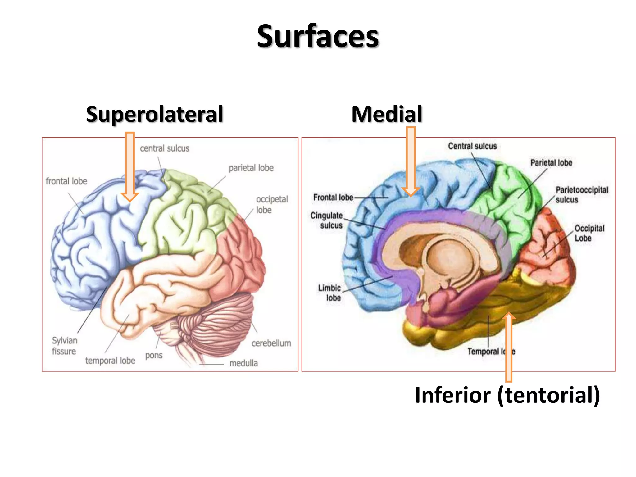Superolateral Medial
Inferior (tentorial)
Surfaces
 