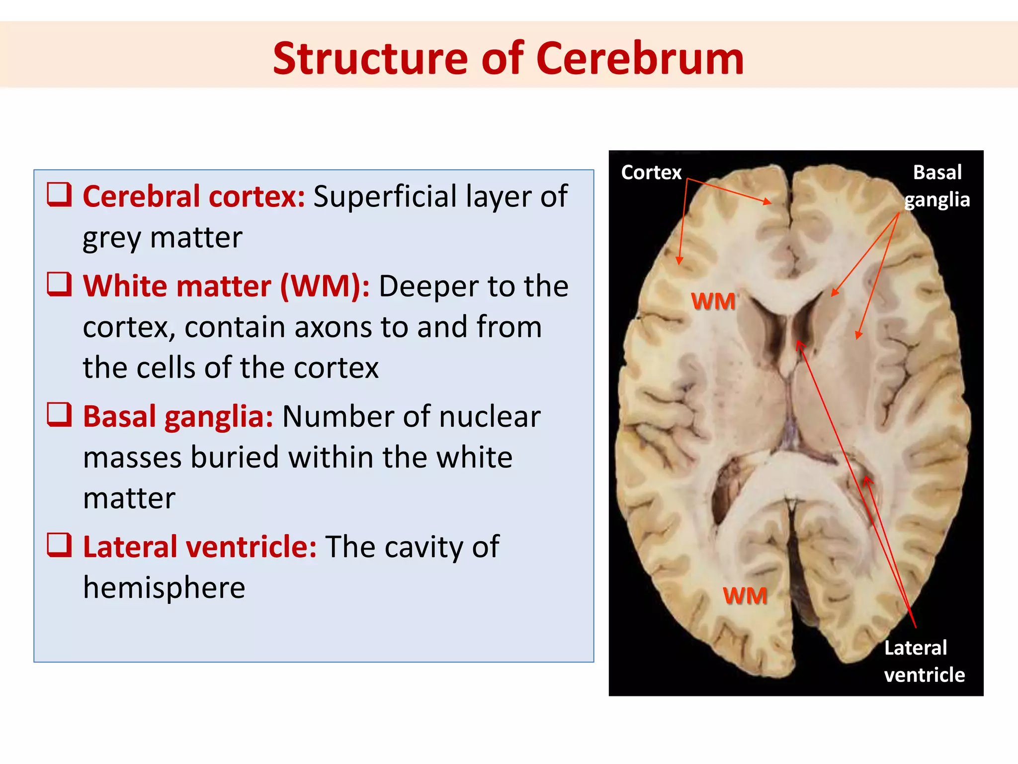  Cerebral cortex: Superficial layer of
grey matter
 White matter (WM): Deeper to the
cortex, contain axons to and from
the cells of the cortex
 Basal ganglia: Number of nuclear
masses buried within the white
matter
 Lateral ventricle: The cavity of
hemisphere
Cortex Basal
ganglia
WM
WM
Lateral
ventricle
Structure of Cerebrum
 