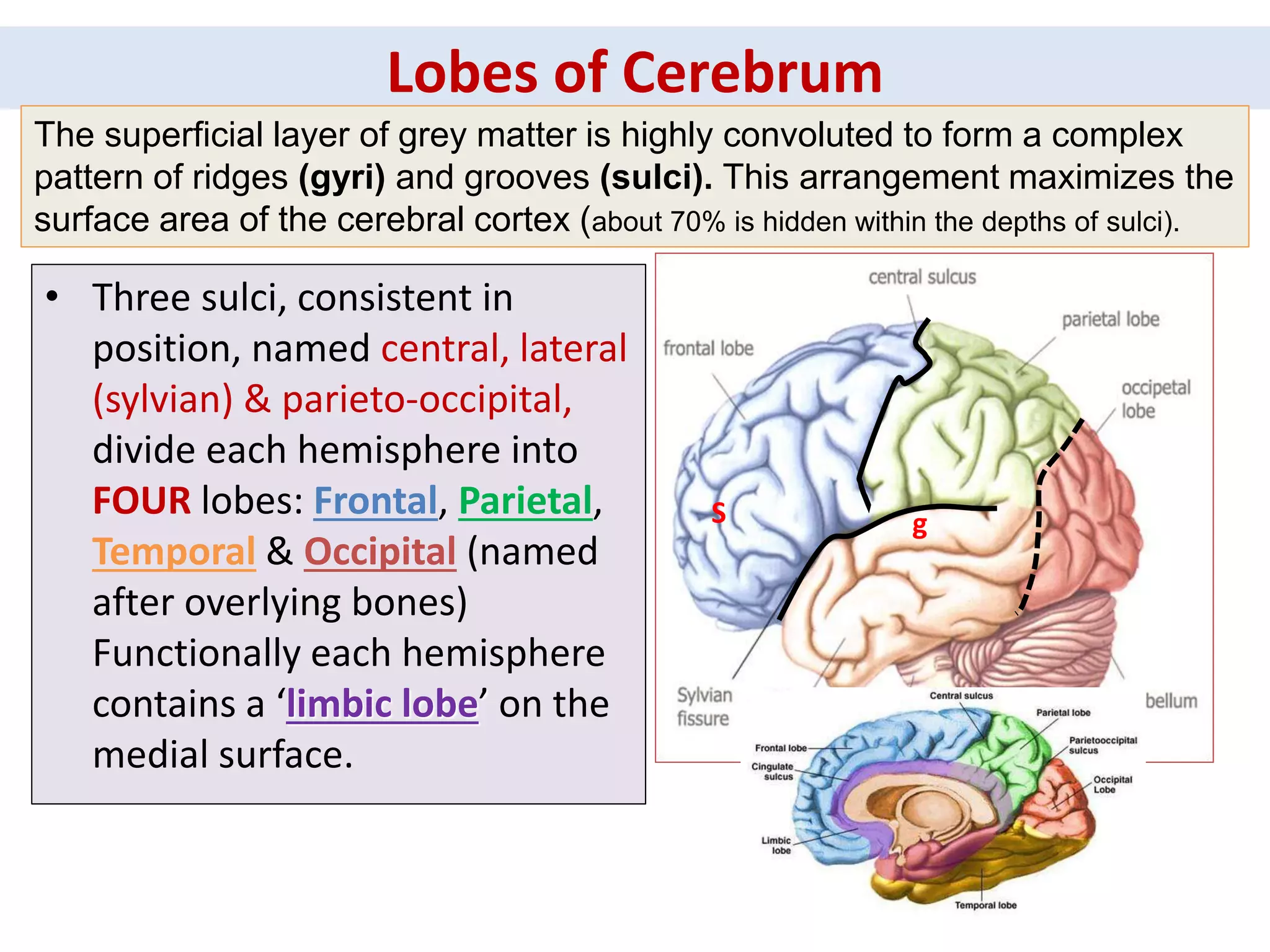 Lobes of Cerebrum
The superficial layer of grey matter is highly convoluted to form a complex
pattern of ridges (gyri) and grooves (sulci). This arrangement maximizes the
surface area of the cerebral cortex (about 70% is hidden within the depths of sulci).
S g
• Three sulci, consistent in
position, named central, lateral
(sylvian) & parieto-occipital,
divide each hemisphere into
FOUR lobes: Frontal, Parietal,
Temporal & Occipital (named
after overlying bones)
Functionally each hemisphere
contains a ‘limbic lobe’ on the
medial surface.
 