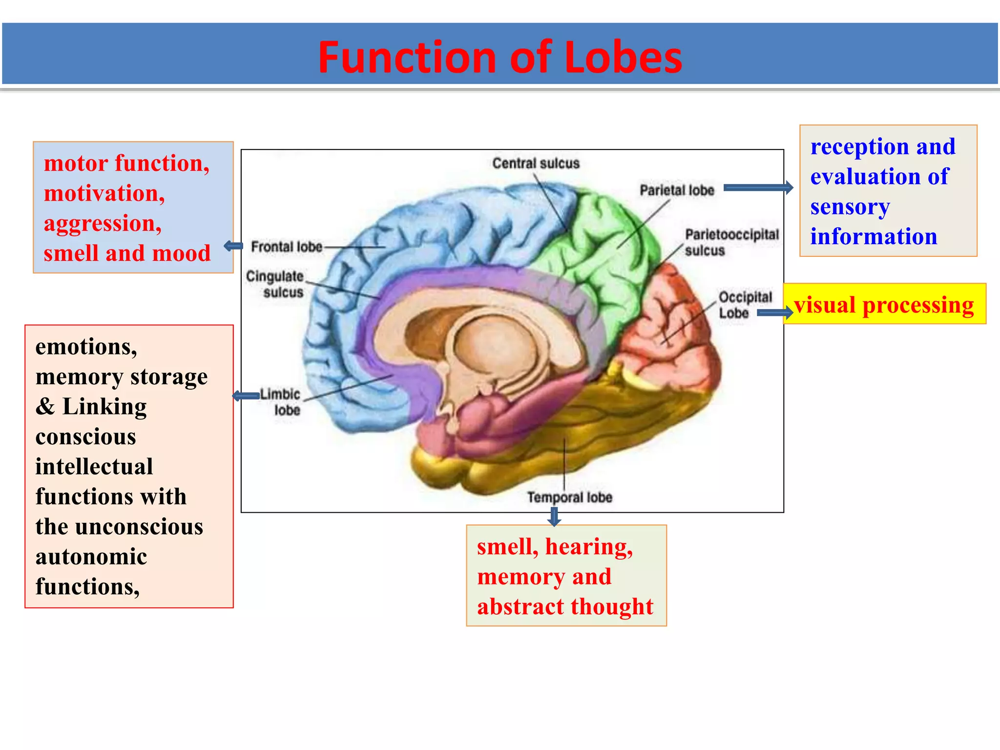 motor function,
motivation,
aggression,
smell and mood
emotions,
memory storage
& Linking
conscious
intellectual
functions with
the unconscious
autonomic
functions,
smell, hearing,
memory and
abstract thought
visual processing
reception and
evaluation of
sensory
information
Function of Lobes
 