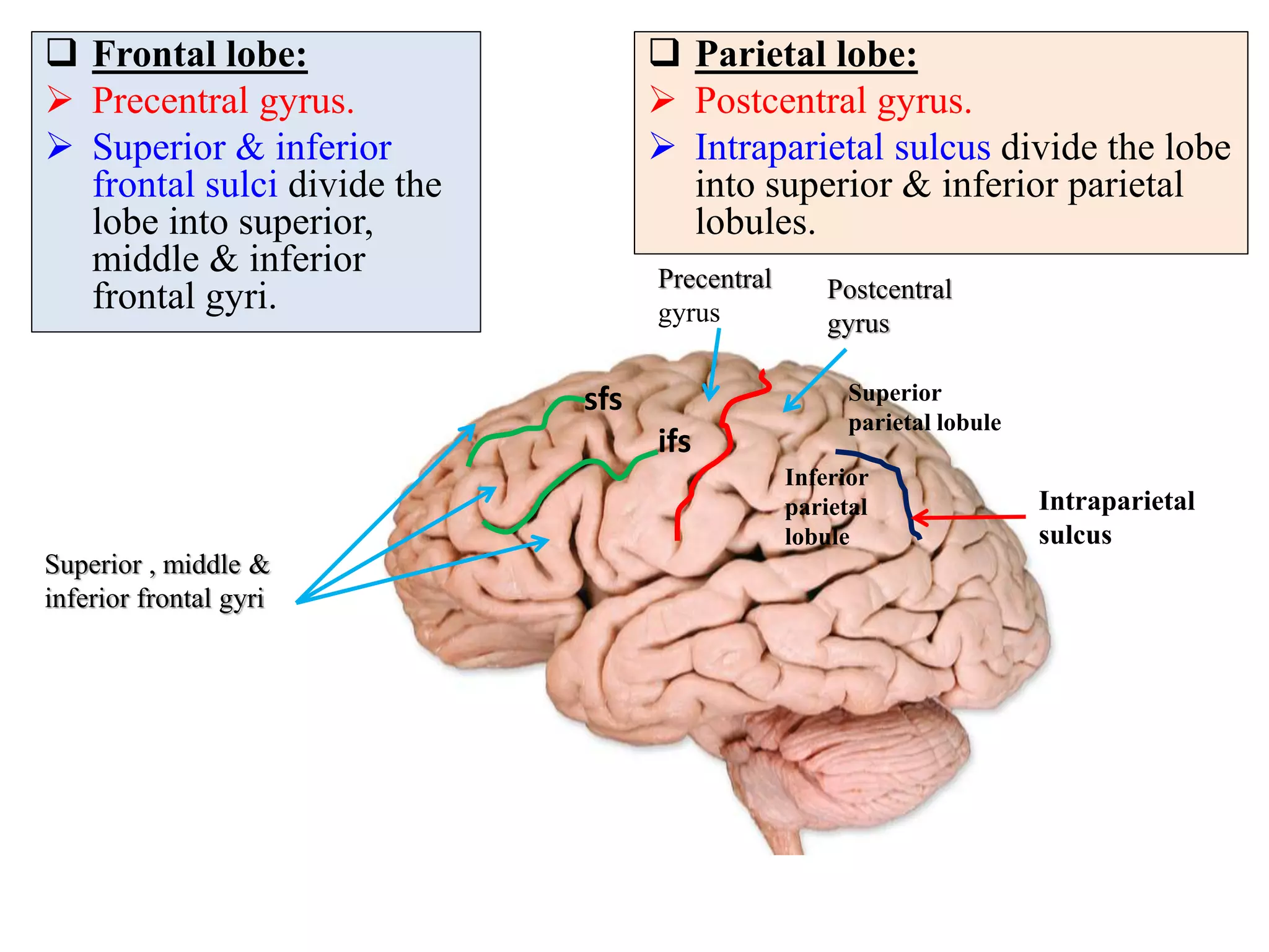  Frontal lobe:
 Precentral gyrus.
 Superior & inferior
frontal sulci divide the
lobe into superior,
middle & inferior
frontal gyri.
Superior , middle &
inferior frontal gyri
Precentral
gyrus
Superior
parietal lobule
Inferior
parietal
lobule
Postcentral
gyrus
Intraparietal
sulcus
sfs
ifs
 Parietal lobe:
 Postcentral gyrus.
 Intraparietal sulcus divide the lobe
into superior & inferior parietal
lobules.
 