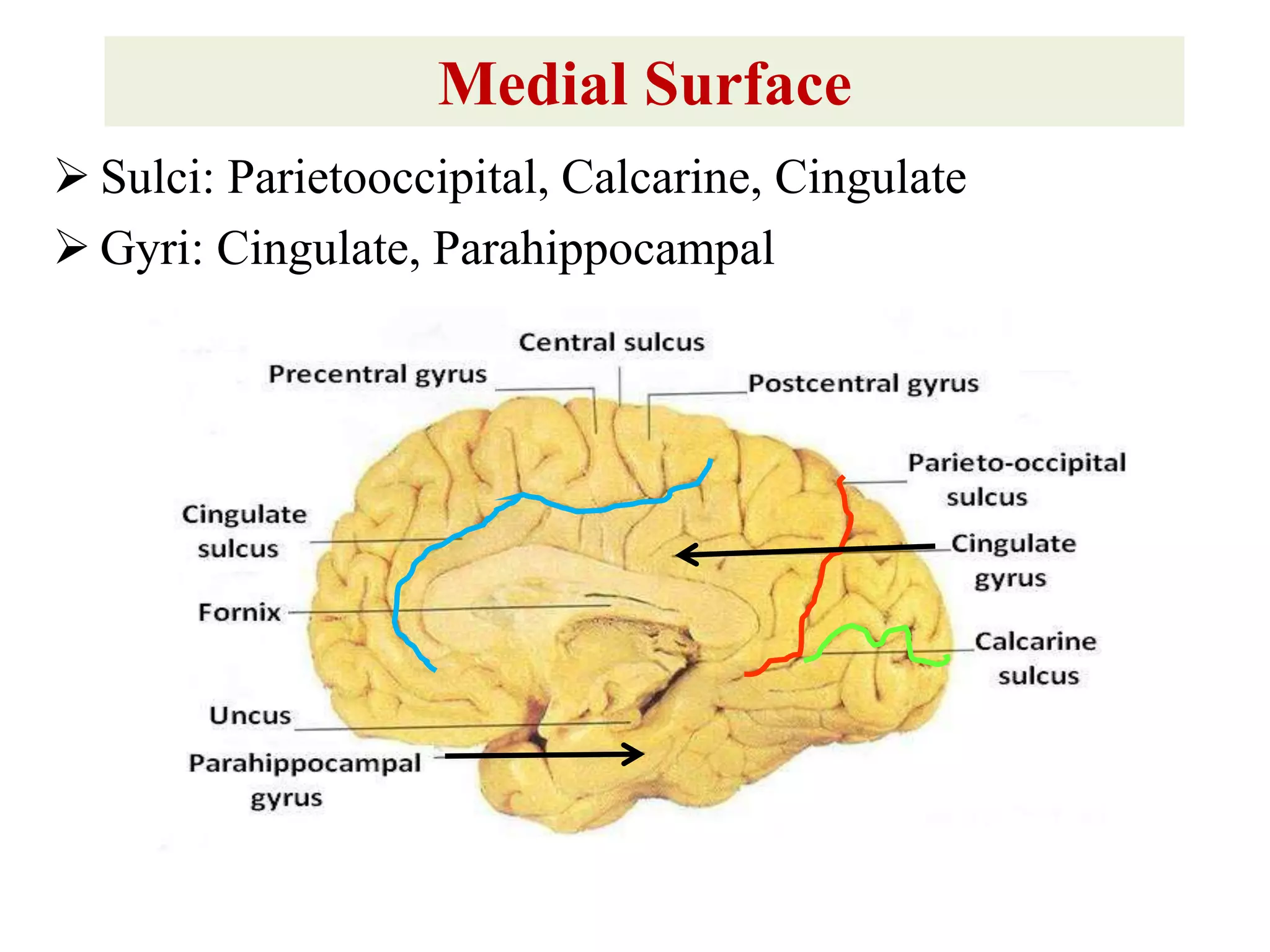 Medial Surface
 Sulci: Parietooccipital, Calcarine, Cingulate
 Gyri: Cingulate, Parahippocampal
 