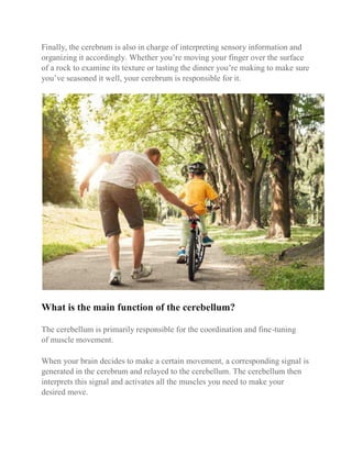 Finally, the cerebrum is also in charge of interpreting sensory information and
organizing it accordingly. Whether you’re moving your finger over the surface
of a rock to examine its texture or tasting the dinner you’re making to make sure
you’ve seasoned it well, your cerebrum is responsible for it.
What is the main function of the cerebellum?
The cerebellum is primarily responsible for the coordination and fine-tuning
of muscle movement.
When your brain decides to make a certain movement, a corresponding signal is
generated in the cerebrum and relayed to the cerebellum. The cerebellum then
interprets this signal and activates all the muscles you need to make your
desired move.
 