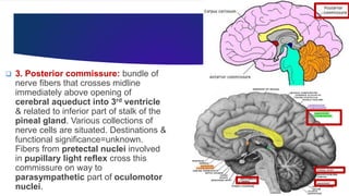Cerebrum & White Matter and Clinical Correlations.pptx