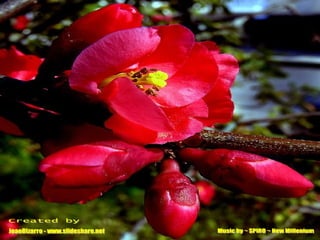 JoaoBizarro - www.slideshare.net Music by ~ SPIRO ~ New Millenium Created by 