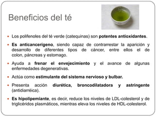 Procesamiento del té verde: