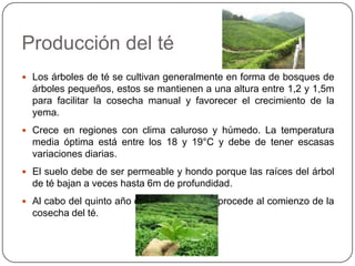 Historia del té1550 dC Nace el famoso té Oolong y el té Negro1606 dC La Compañía Holandesa de las Indias Orientales transporta rumbo a Europa el primer cargamento importante de té1618 dC El té llega a Rusia, cuando el embajador chino le regaló al zar Alexis varias cajas de té1635 dC En las principales capitales de Europa se consume regularmente té. Los países que por diversas circunstancias la prefieren son Inglaterra, Holanda, Irlanda y Rusia1680 dC El té cultivado en las haciendas británicas de la India y de Ceilán se vende en los mercados londinenses 