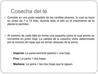 Producción del téLos árboles de té se cultivan generalmente en forma de bosques de árboles pequeños, estos se mantienen a una altura entre 1,2 y 1,5m para facilitar la cosecha manual y favorecer el crecimiento de la yema.Crece en regiones con clima caluroso y húmedo. La temperatura media óptima está entre los 18 y 19°C y debe de tener escasas variaciones diarias.El suelo debe de ser permeable y hondo porque las raíces del árbol de té bajan a veces hasta 6m de profundidad.Al cabo del quinto año de crecimiento, se procede al comienzo de la cosecha del té. 