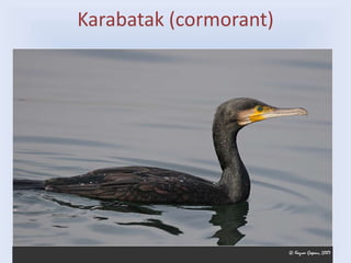 Karabatak (cormorant)
 
