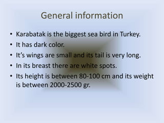 General information
• Karabatak is the biggest sea bird in Turkey.
• It has dark color.
• It’s wings are small and its tail is very long.
• In its breast there are white spots.
• Its height is between 80-100 cm and its weight
is between 2000-2500 gr.