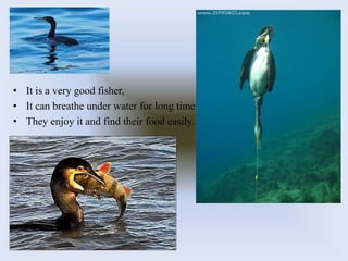 • It is a very good fisher,
• It can breathe under water for long time,
• They enjoy it and find their food easily.