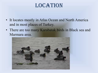 location
• It locates mostly in Atlas Ocean and North America
and in most places of Turkey.
• There are too many Karabatak birds in Black sea and
Marmara area.