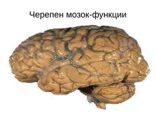 Черепен мозок-функции
 