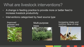 Feed interventions and livelihoods of small-scale livestock keepers: Learning from the review
