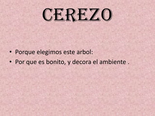 cerezo
• Porque elegimos este arbol:
• Por que es bonito, y decora el ambiente .
 