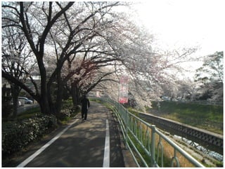 CHERRY BLOSSON in Yagoto Nagoya Japan by Paco Barberá