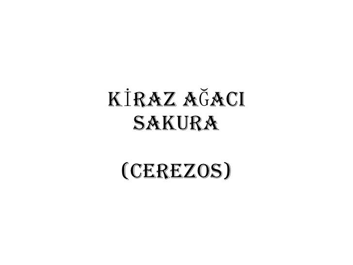 KİRAZ AĞACI SAKURA (Cerezos) 