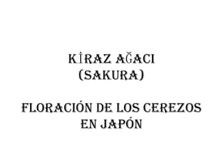 KİRAZ AĞACI (SAKURA) FLORACIÓN DE LOS CEREZOS EN JAPÓN 
