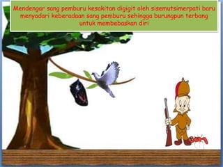 Mendengar sang pemburu kesakitan digigit oleh sisemutsimerpati baru
menyadari keberadaan sang pemburu sehingga burungpun terbang
untuk membebaskan diri
 